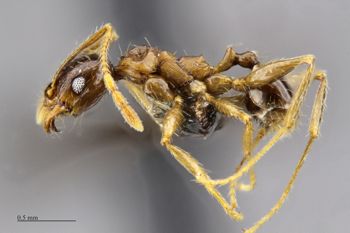 Media type: image;   Entomology 512178 Aspect: habitus lateral